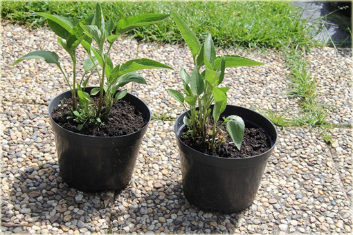 Rudbekia nibykutnerowata Little Henry Rudbeckia subtomentosa