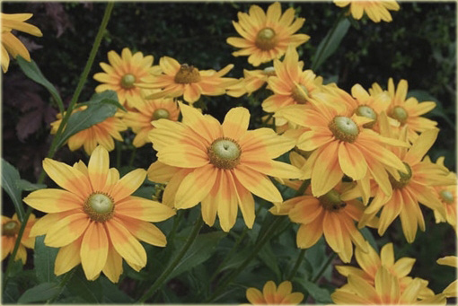 Rudbekia owłosiona Prairie Sun Rudbeckia hirta