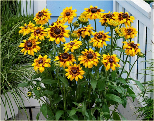 Rudbekia Peking Rudbeckia