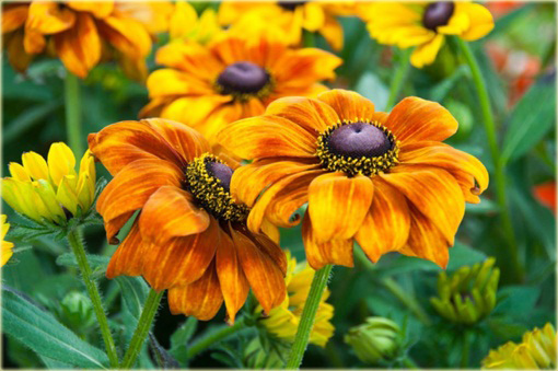 Rudbekia Summerina Yellow Rudbeckia