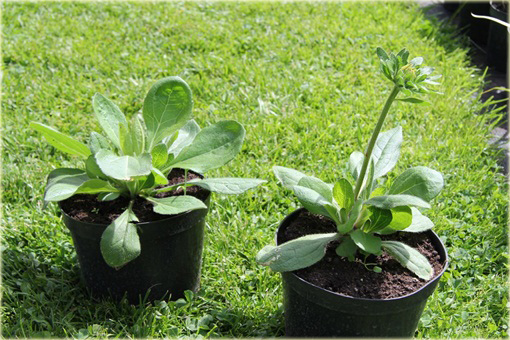 Rudbekia Summerina Yellow Rudbeckia