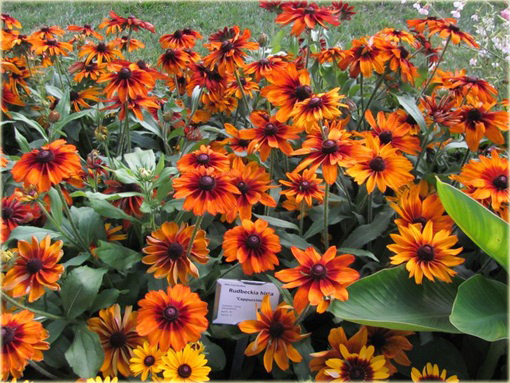 Rudbiekia owłosiona Capuccino Rudbeckia hirta