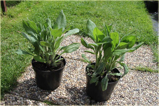 Rudbiekia owłosiona Capuccino Rudbeckia hirta