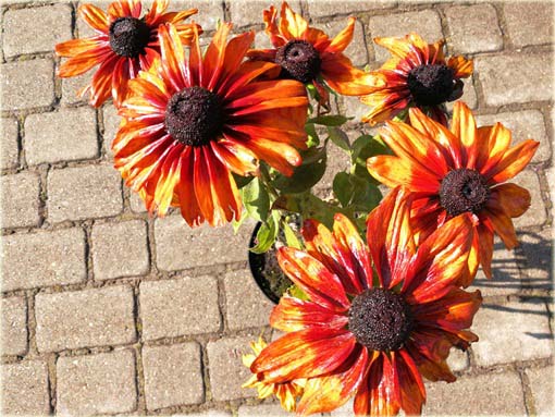 Rudbiekia owłosiona Capuccino Rudbeckia hirta