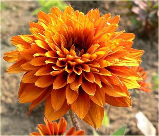 Rudbiekia owłosiona Cherokee Sunset Rudbeckia hirta