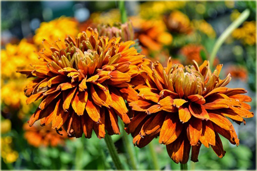 Rudbiekia owłosiona Cherokee Sunset Rudbeckia hirta