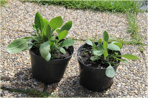 Rudbiekia owłosiona Cherokee Sunset Rudbeckia hirta