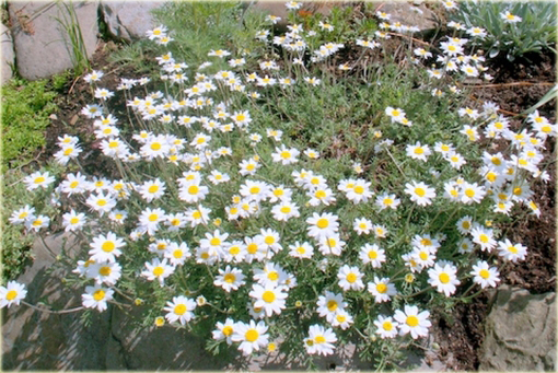 Rumian karpacki Anthemis carpatica