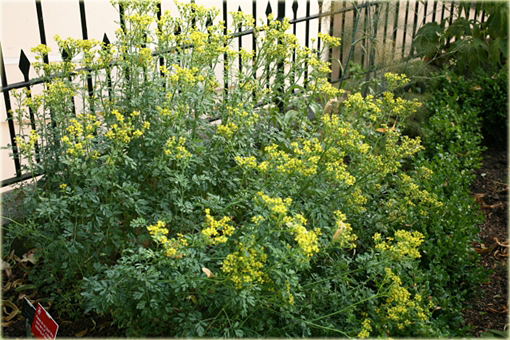 Ruta zwyczajna Ruta graveolens