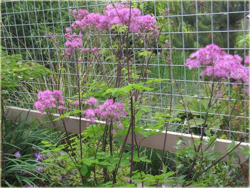 Rutewka orlikolistna Black Stockings Thalictrum aquilegifolium