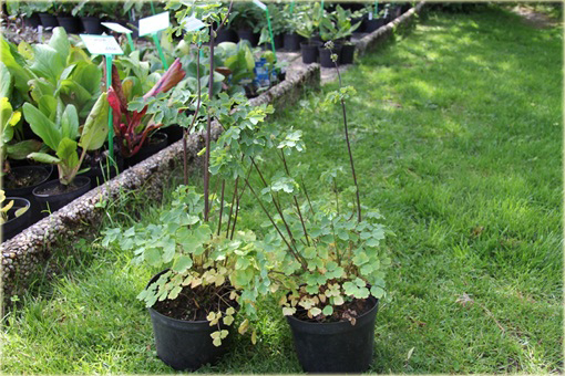 Rutewka orlikolistna Black Stockings Thalictrum aquilegifolium