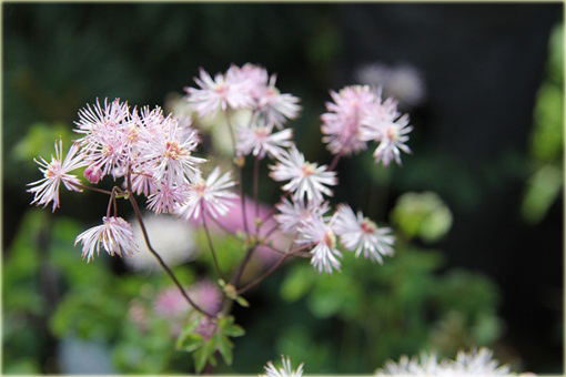 Rutewka orlikolistna Thalictrum aquilegifolium
