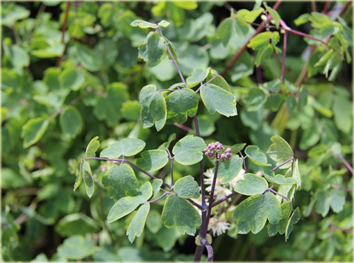 Rutewka orlikolistna Thalictrum aquilegifolium