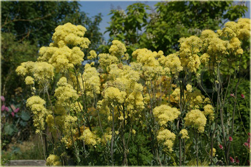 Rutewka żółta glaucum Thalictrum flavum glaucum