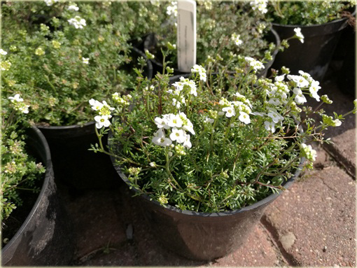 Rzeżuszka biała Hornungia alpina