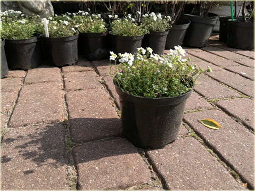 Rzeżuszka biała Hornungia alpina