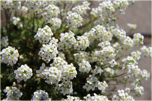 Rzeżuszka biała Hornungia alpina