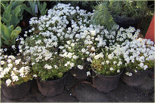 Rzeżuszka biała Hornungia alpina