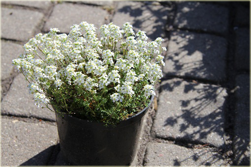 Rzeżuszka biała Hornungia alpina