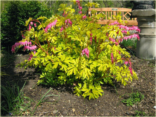 Serduszka okazała Gold Heart czerwony Dicentra spectabilis