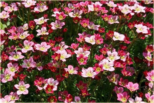 Skalnica Arendsa Harder Zwerg Saxifraga x arendsii
