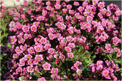 Skalnica Arendsa Harder Zwerg Saxifraga x arendsii