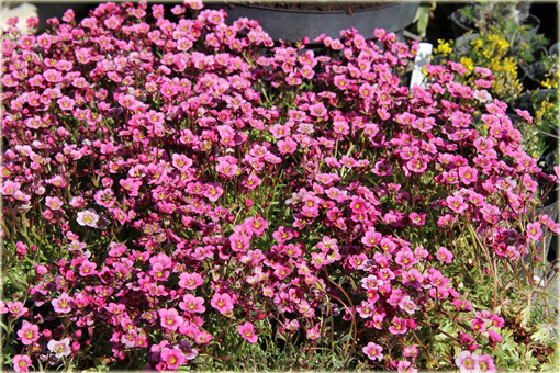 Skalnica Arendsa Harder Zwerg Saxifraga x arendsii
