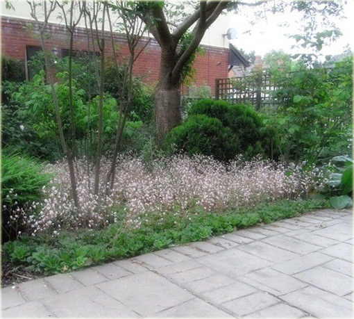 Skalnica cienista Saxifraga urbium