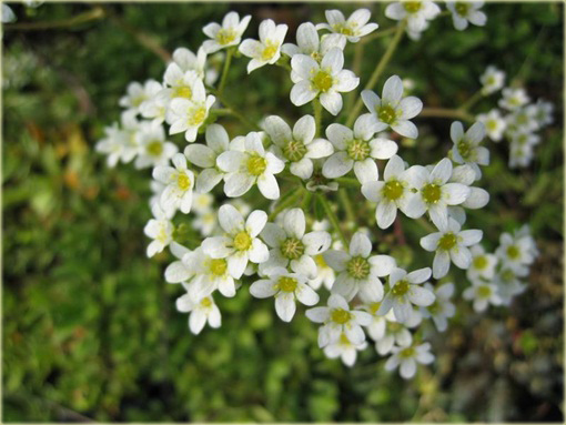 Skalnica gronkowa Saxifraga paniculata