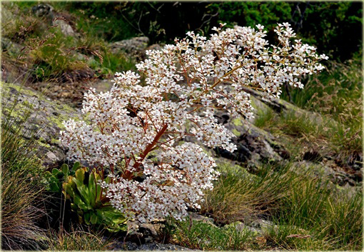 Skalnica liścieniolistna Saxifraga cotyledon