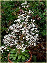 Skalnica liścieniolistna Saxifraga cotyledon