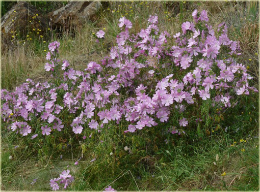 Ślaz piżmowy Malva moschata