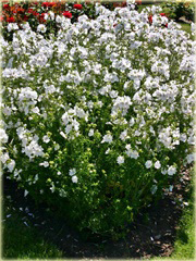 Ślaz piżmowy Malva moschata