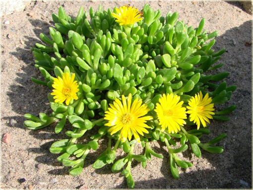 Słonecznica żółta Delosperma deschampsii