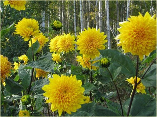 Słonecznik Sunshine Daydream Helianthus x multiflorus
