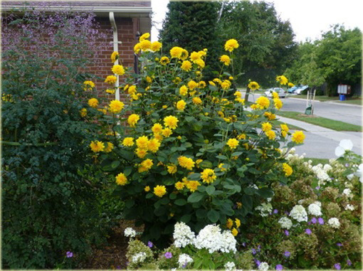 Słonecznik Sunshine Daydream Helianthus x multiflorus
