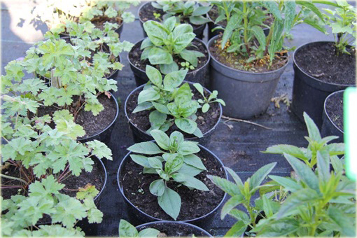 Słonecznik Sunshine Daydream Helianthus x multiflorus
