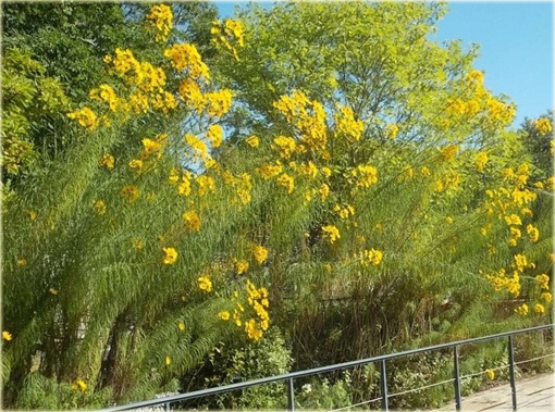 Słonecznik wierzbolistny Helianthus salicifolius
