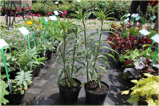 Słonecznik wierzbolistny Helianthus salicifolius
