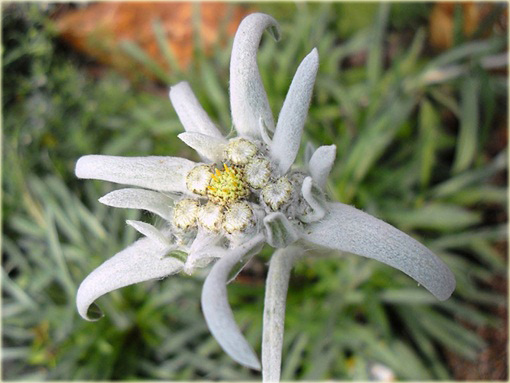 Szarotka alpejska Leontopodium alpinum