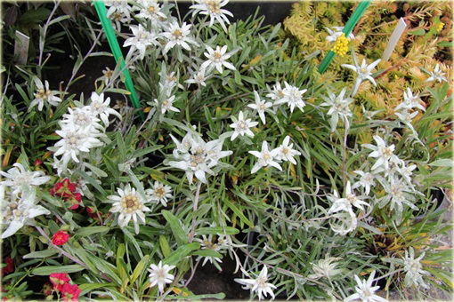 Szarotka alpejska Leontopodium alpinum