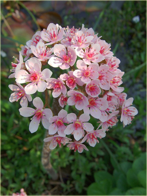 Tarczownica tarczowata Darmera peltata