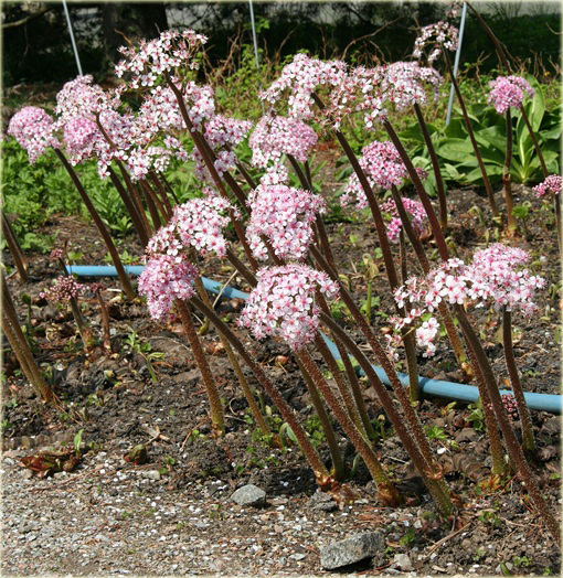Tarczownica tarczowata Darmera peltata