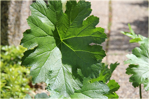 Tarczownica tarczowata Darmera peltata