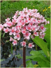 Tarczownica tarczowata Darmera peltata