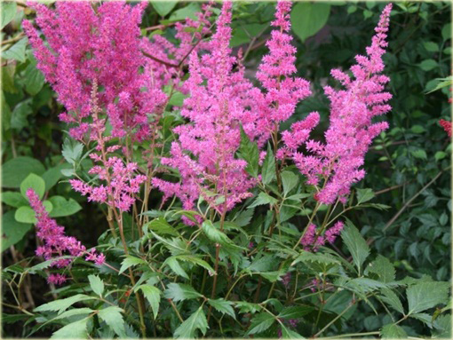 Tawułka Astilbe arendsii