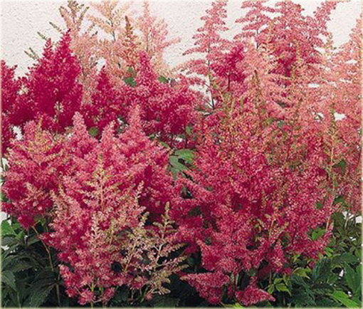Tawułka Show Star Astilbe arendsii