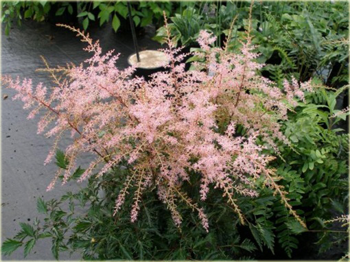 Tawułka Sprite Astilbe glaberrima