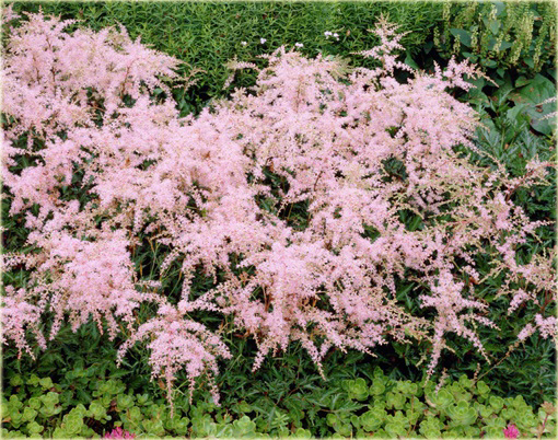 Tawułka Sprite Astilbe glaberrima