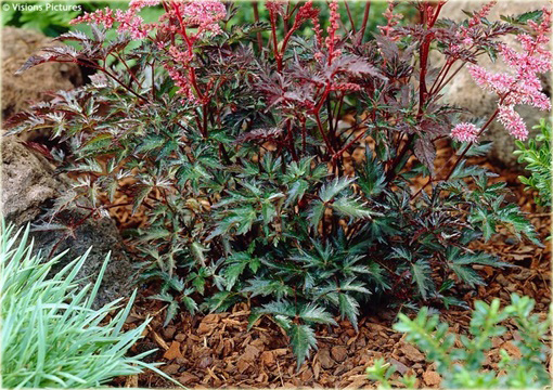 Tawułka pojedynczolistna Key West Astilbe simplicifolia